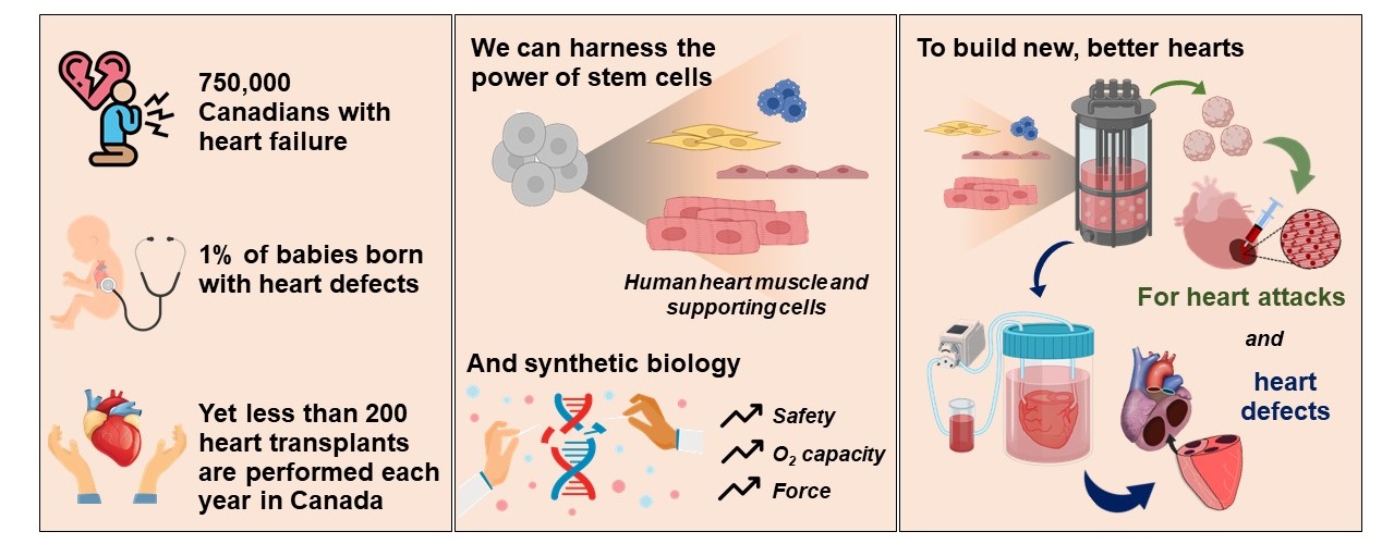 Infographic summary describing how stem cells can be used to build hearts for those who live with heart defects or heart attacks.